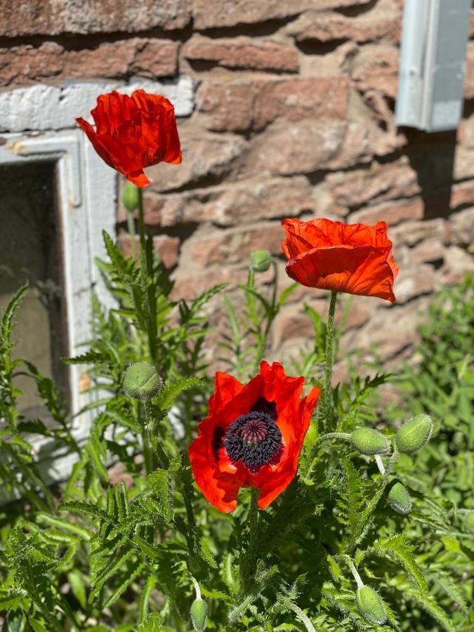 Rosenfors Herrgard B&B Borgholm Esterno foto